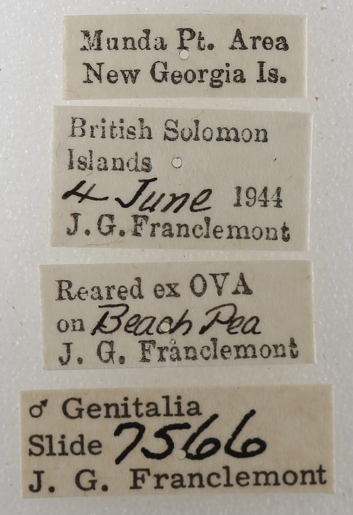 label view of adult Trigonodes cephise