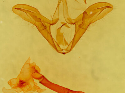 genitalia view of adult Trigonodes hyppasia 