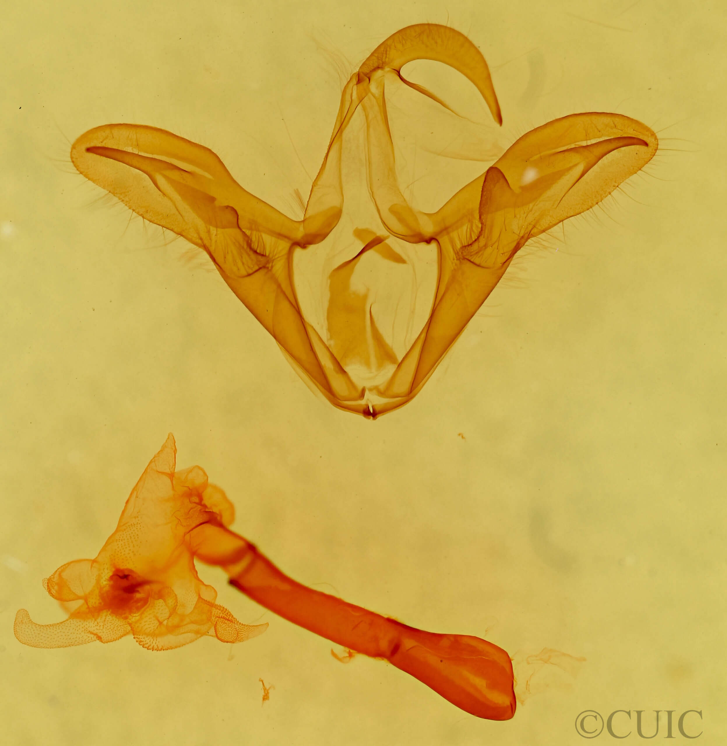 genitalia view of adult Trigonodes hyppasia 