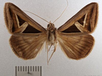 dorsal view of adult Trigonodes hyppasia 