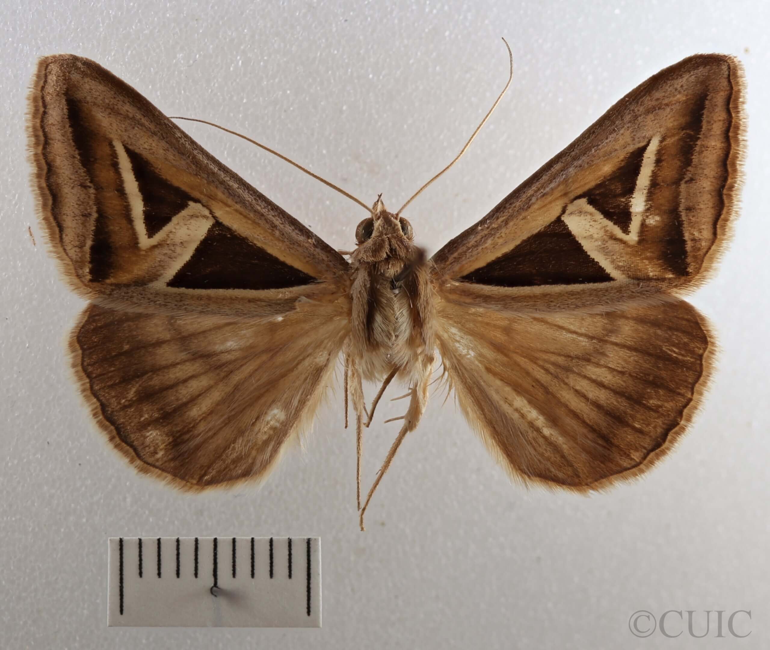 dorsal view of adult Trigonodes hyppasia 