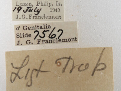 label view of adult Trigonodes hyppasia 