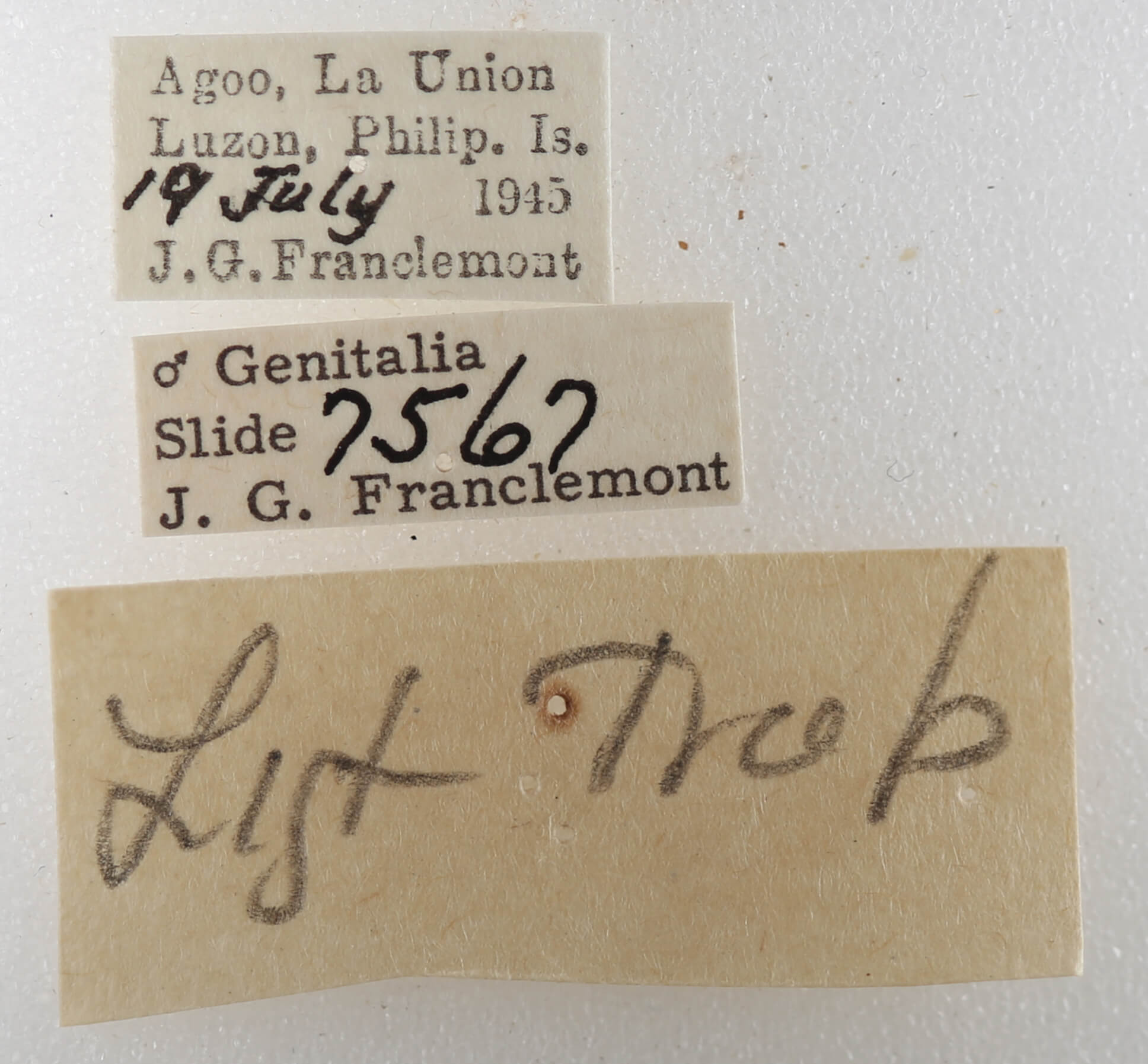 label view of adult Trigonodes hyppasia 