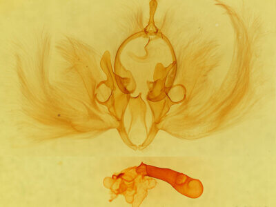 genitalia view of adult Chalciope alcyona