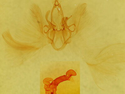 genitalia view of adult Chalciope mygdon