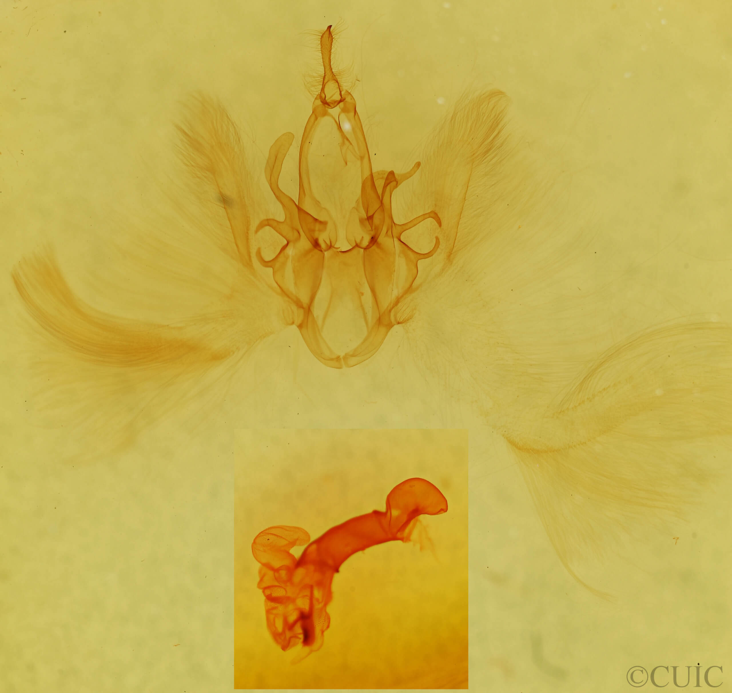 genitalia view of adult Chalciope mygdon