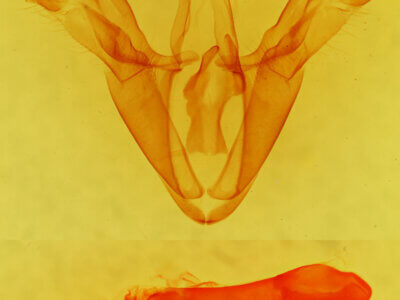 genitalia view of adult Mocis undata