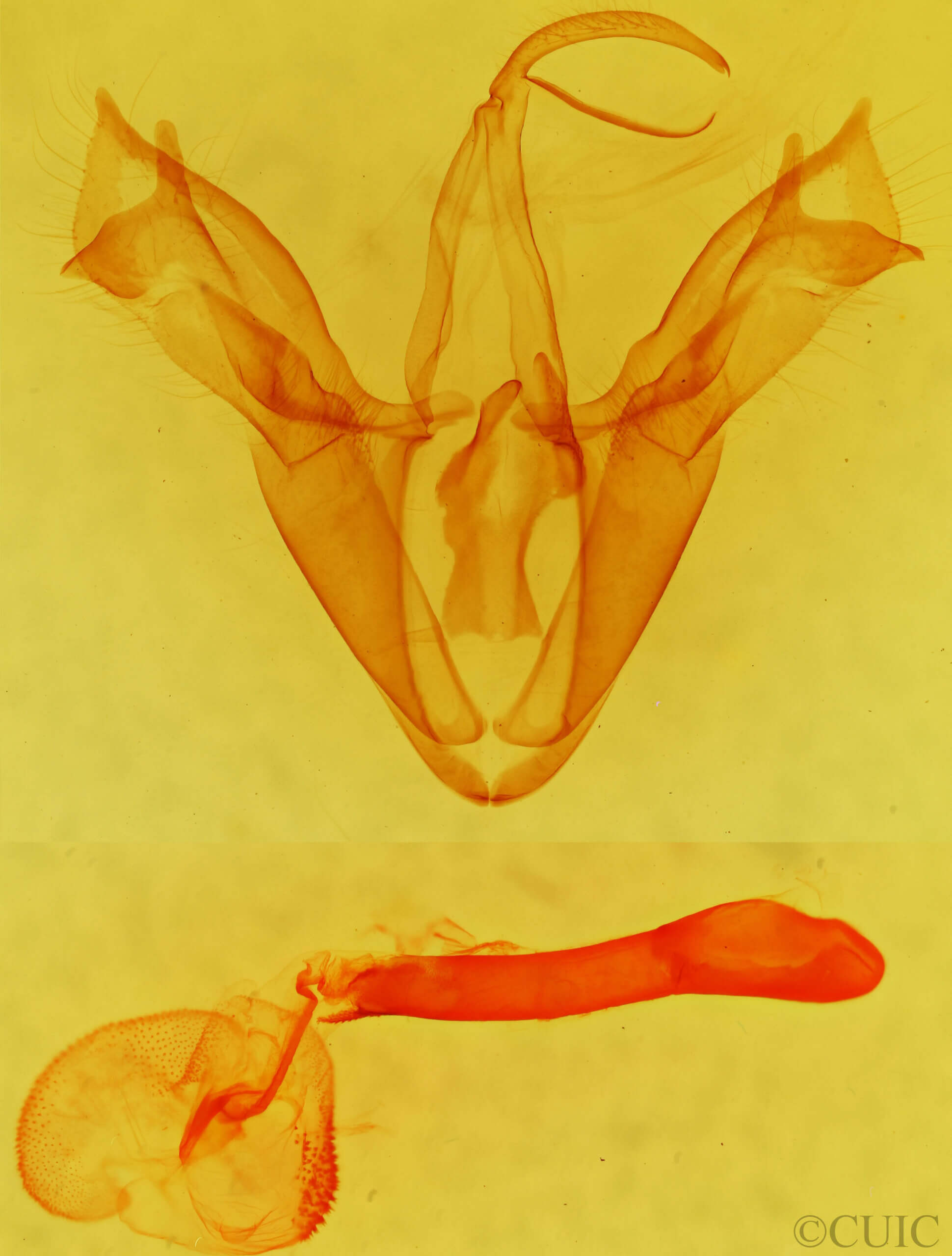 genitalia view of adult Mocis undata