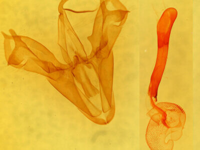 genitalia view of adult Mocis trifasciata