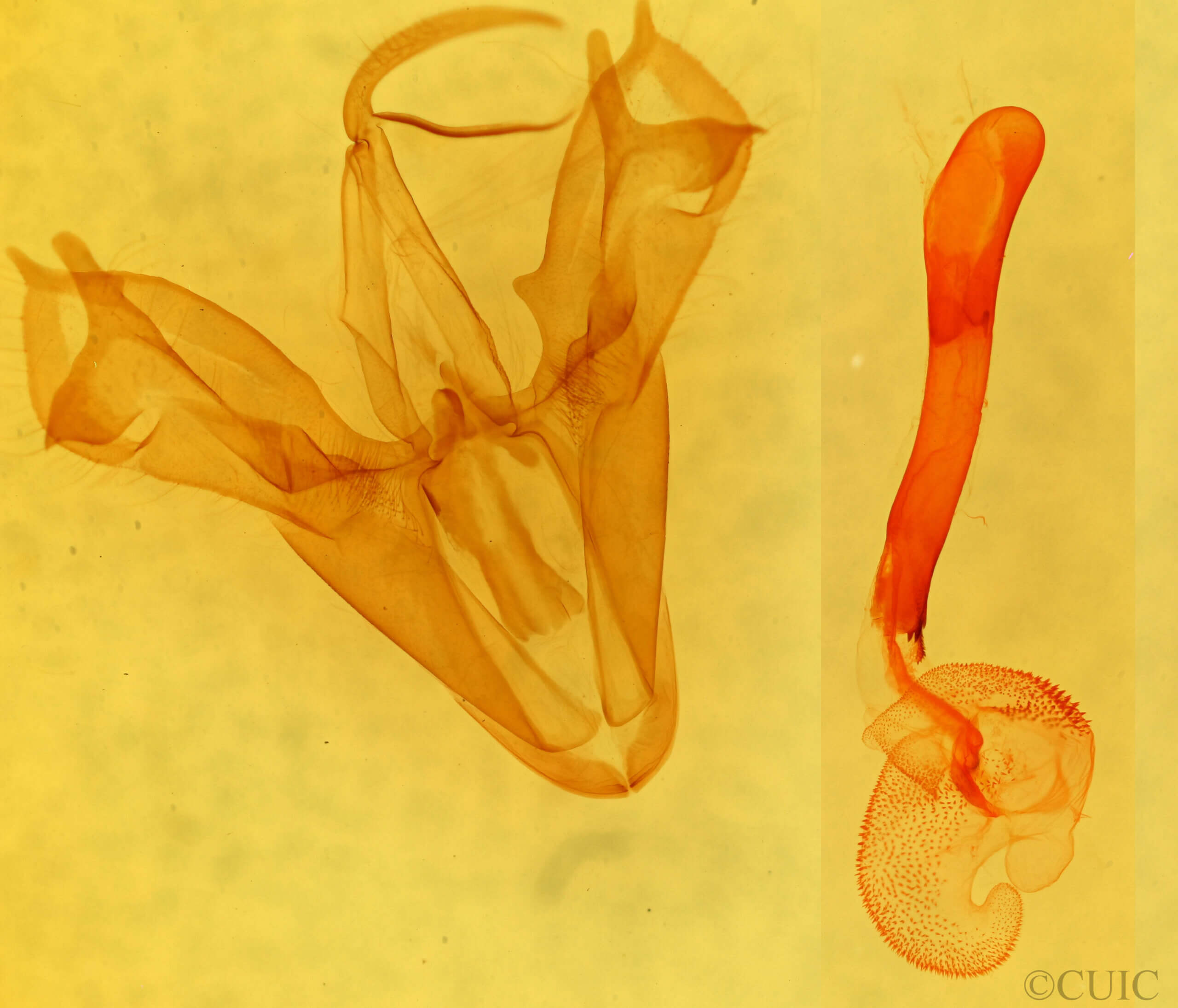 genitalia view of adult Mocis trifasciata