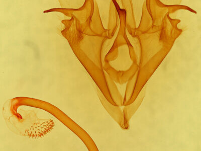 genitalia view of adult Mocis frugalis