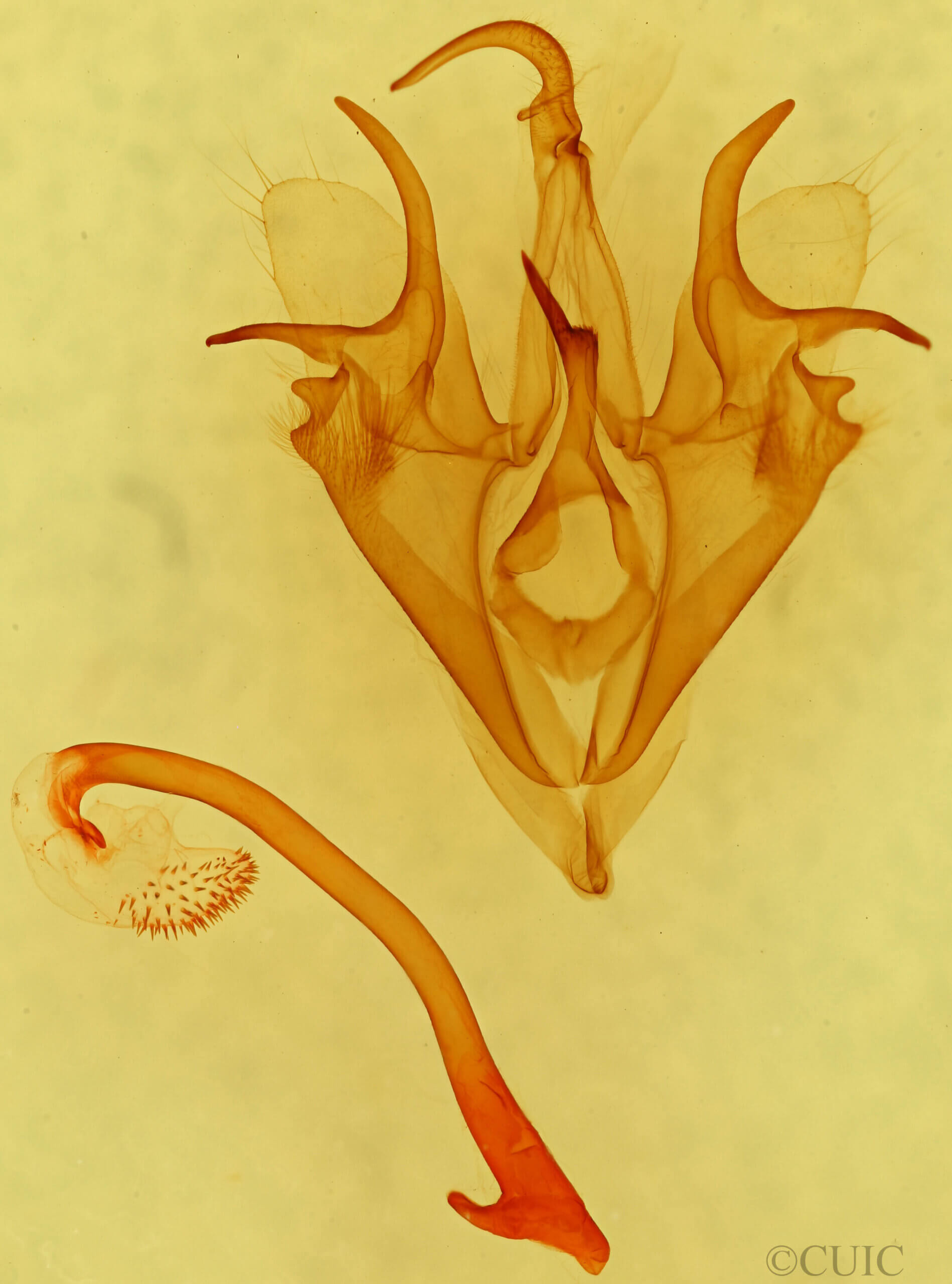 genitalia view of adult Mocis frugalis