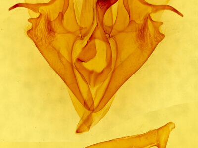 genitalia view of adult Mocis frugalis