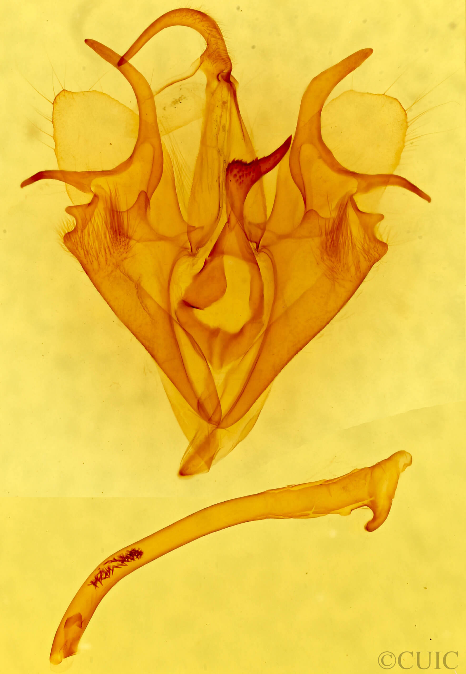 genitalia view of adult Mocis frugalis