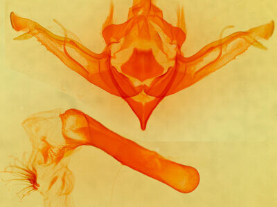 genitalia view of adult Eupsilia sidus colorado