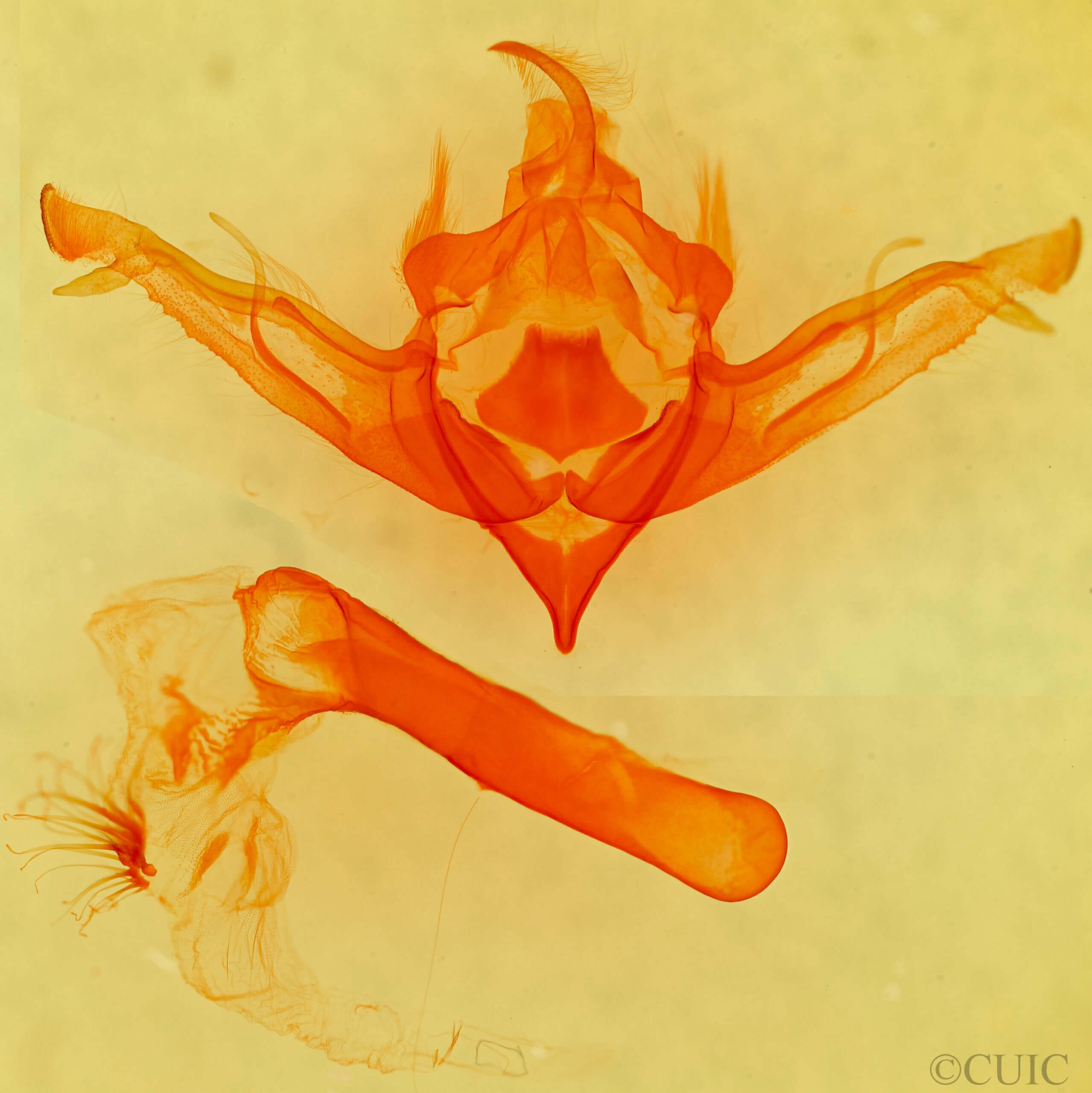 genitalia view of adult Eupsilia sidus colorado