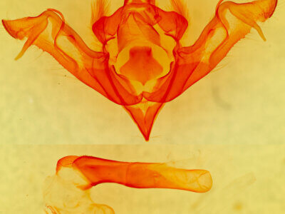 genitalia view of adult Eupsilia schweitzeri