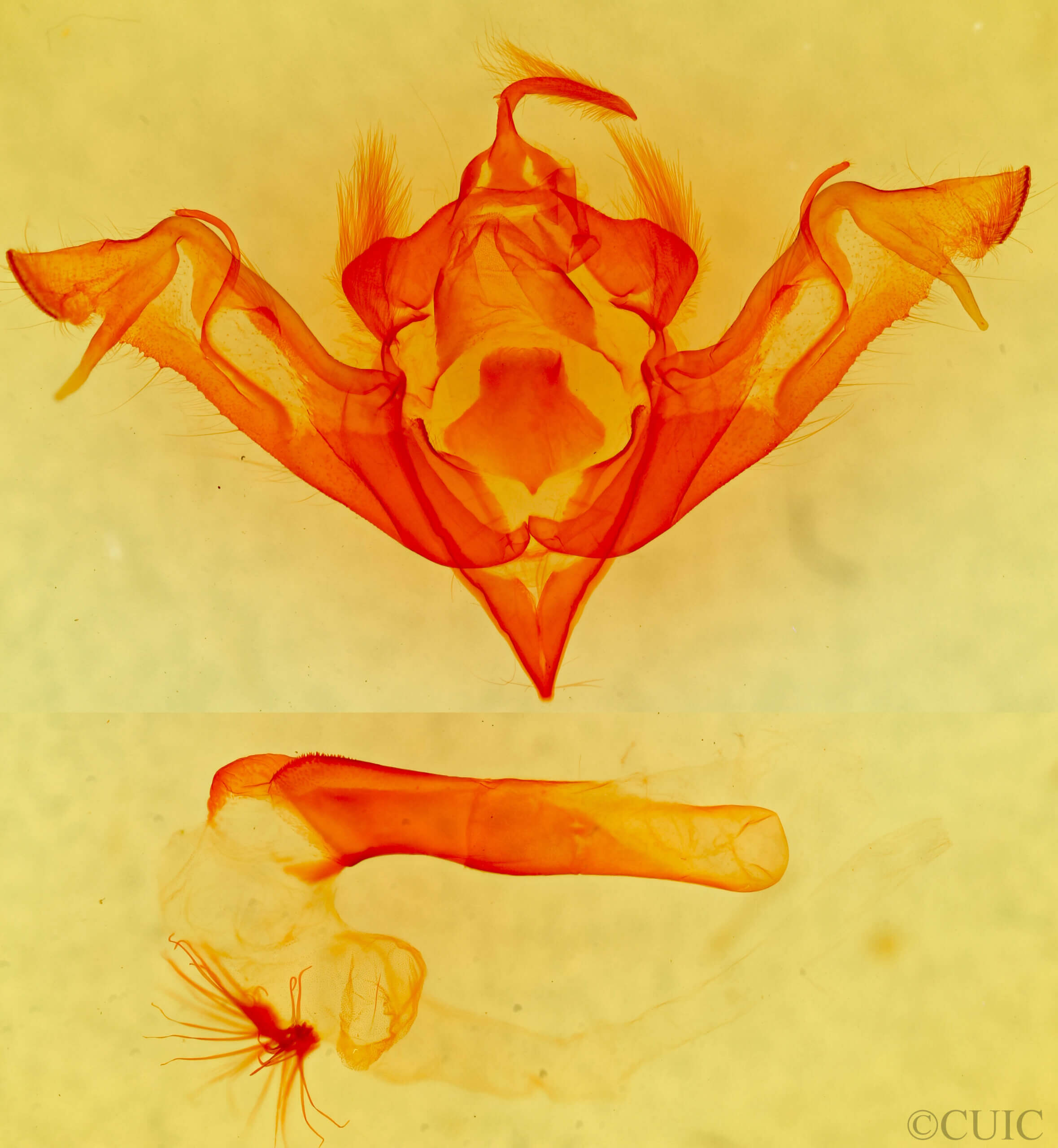 genitalia view of adult Eupsilia schweitzeri