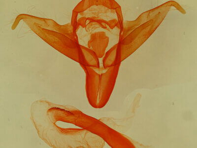 genitalia view of adult Abagrotis sp.