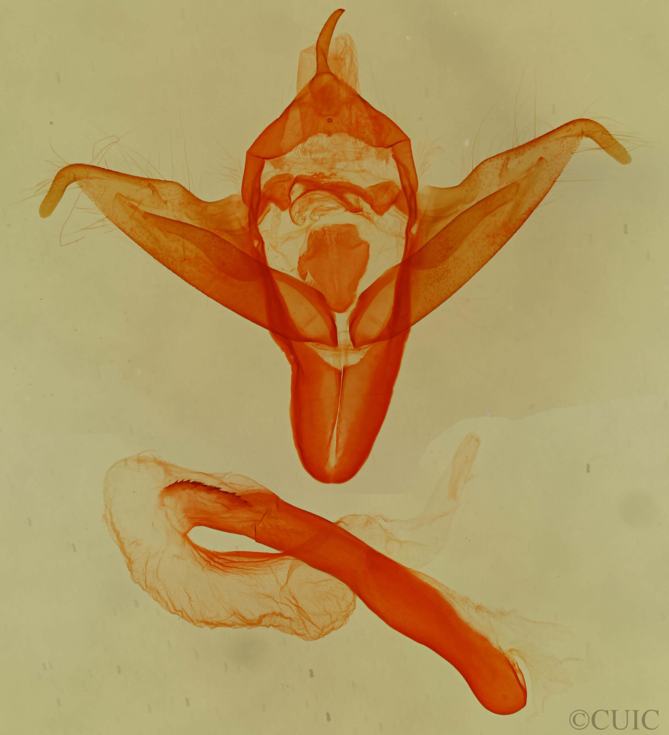 genitalia view of adult Abagrotis sp.