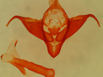 genitalia view of adult Abagrotis sp.