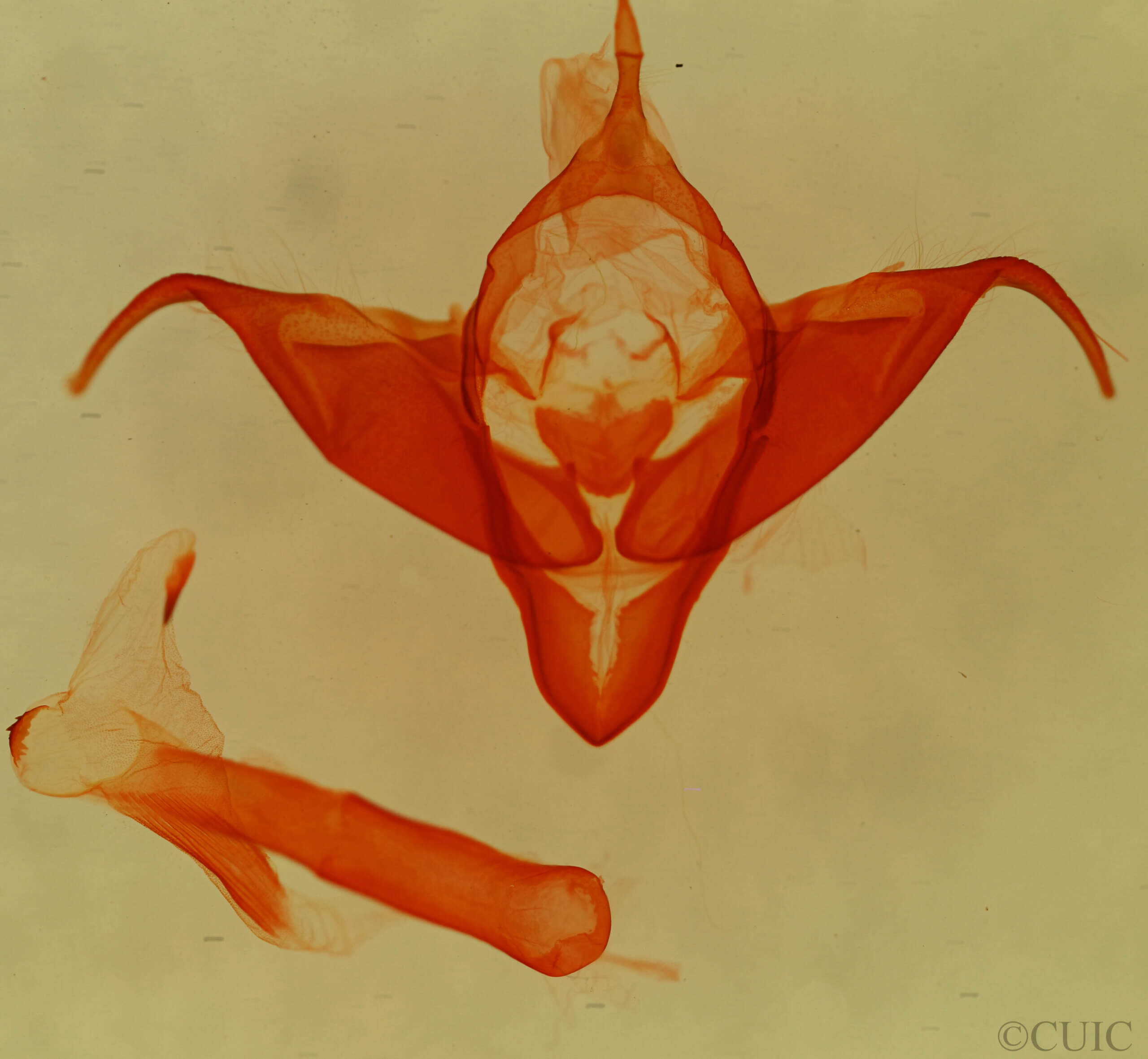 genitalia view of adult Abagrotis sp.