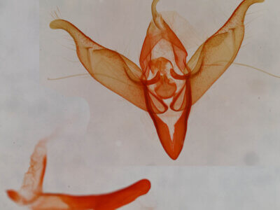 genitalia view of adult Abagrotis trigona