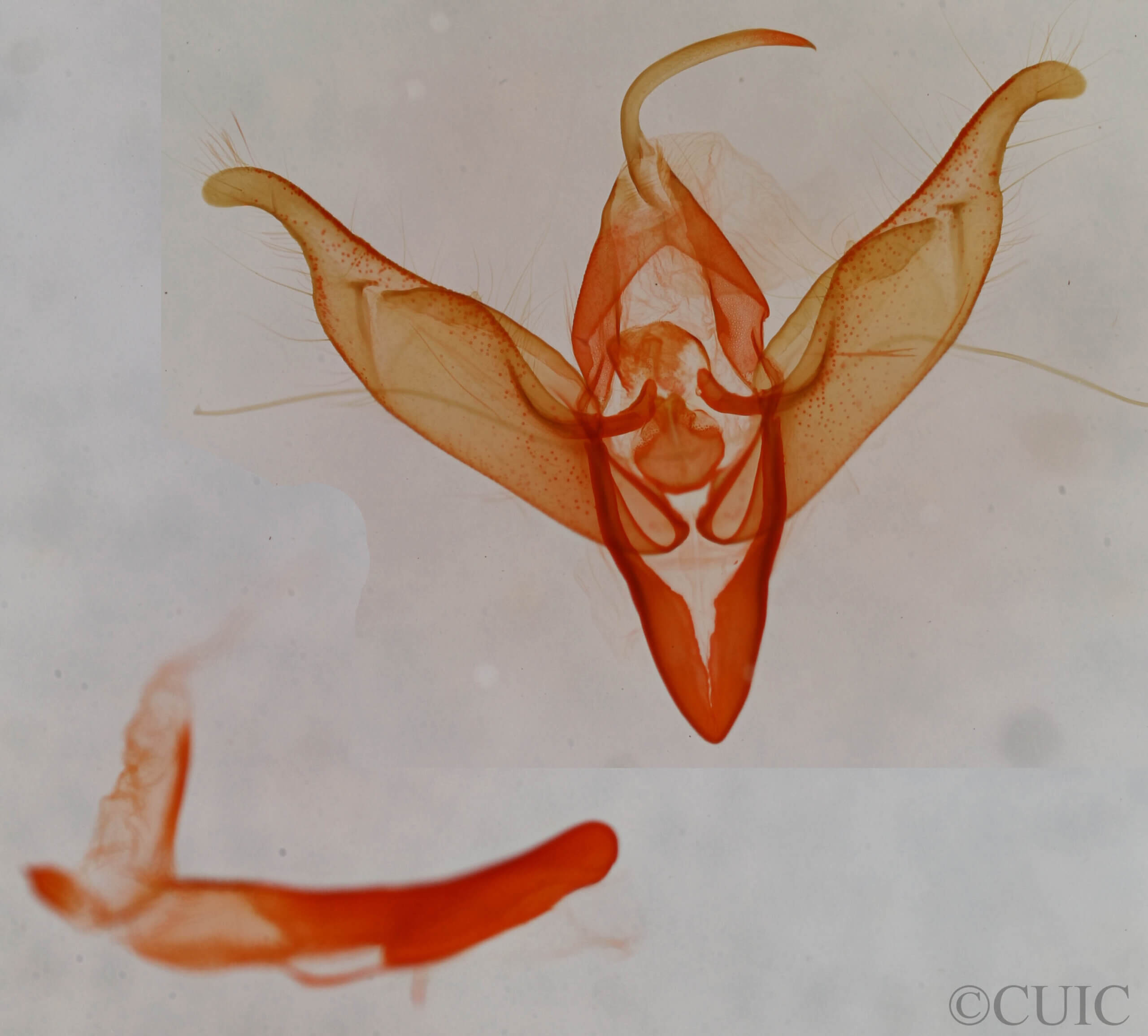 genitalia view of adult Abagrotis trigona