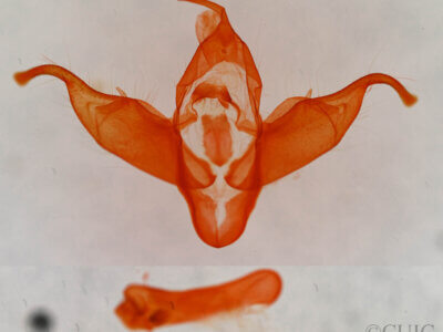 genitalia view of adult Abagrotis sp.