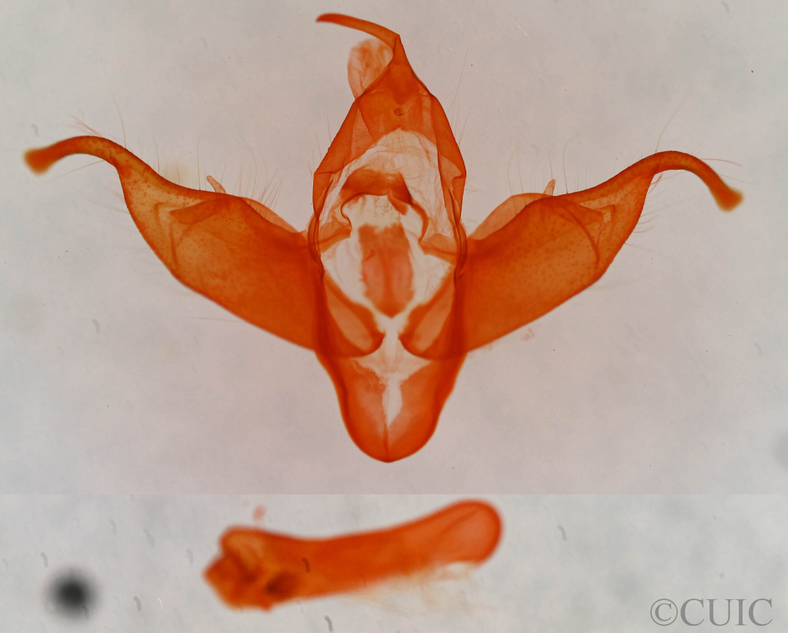 genitalia view of adult Abagrotis sp.