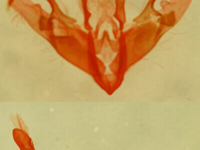 genitalia view of adult Metalectra geminicincta