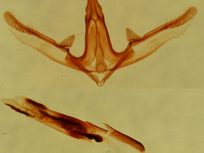 genitalia view of adult Anavitrinella addendaria