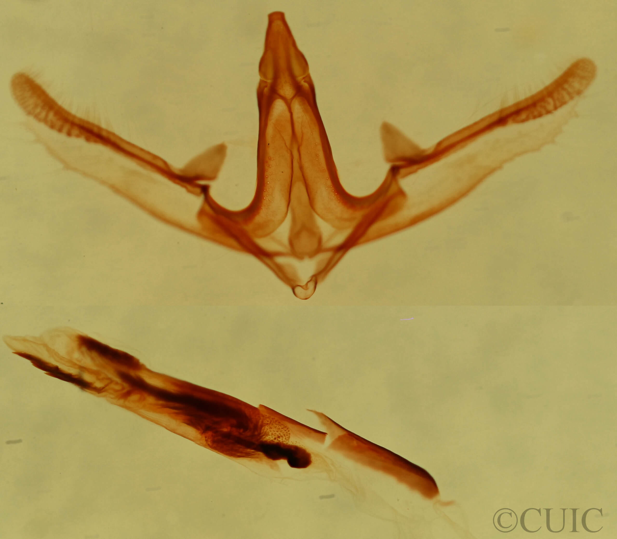 genitalia view of adult Anavitrinella addendaria