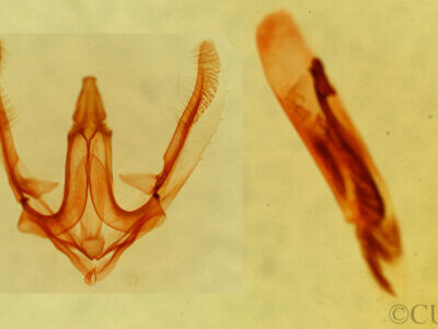 genitalia view of adult Anavitrinella addendaria