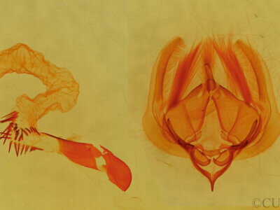 genitalia view of adult Elaphria festivoides