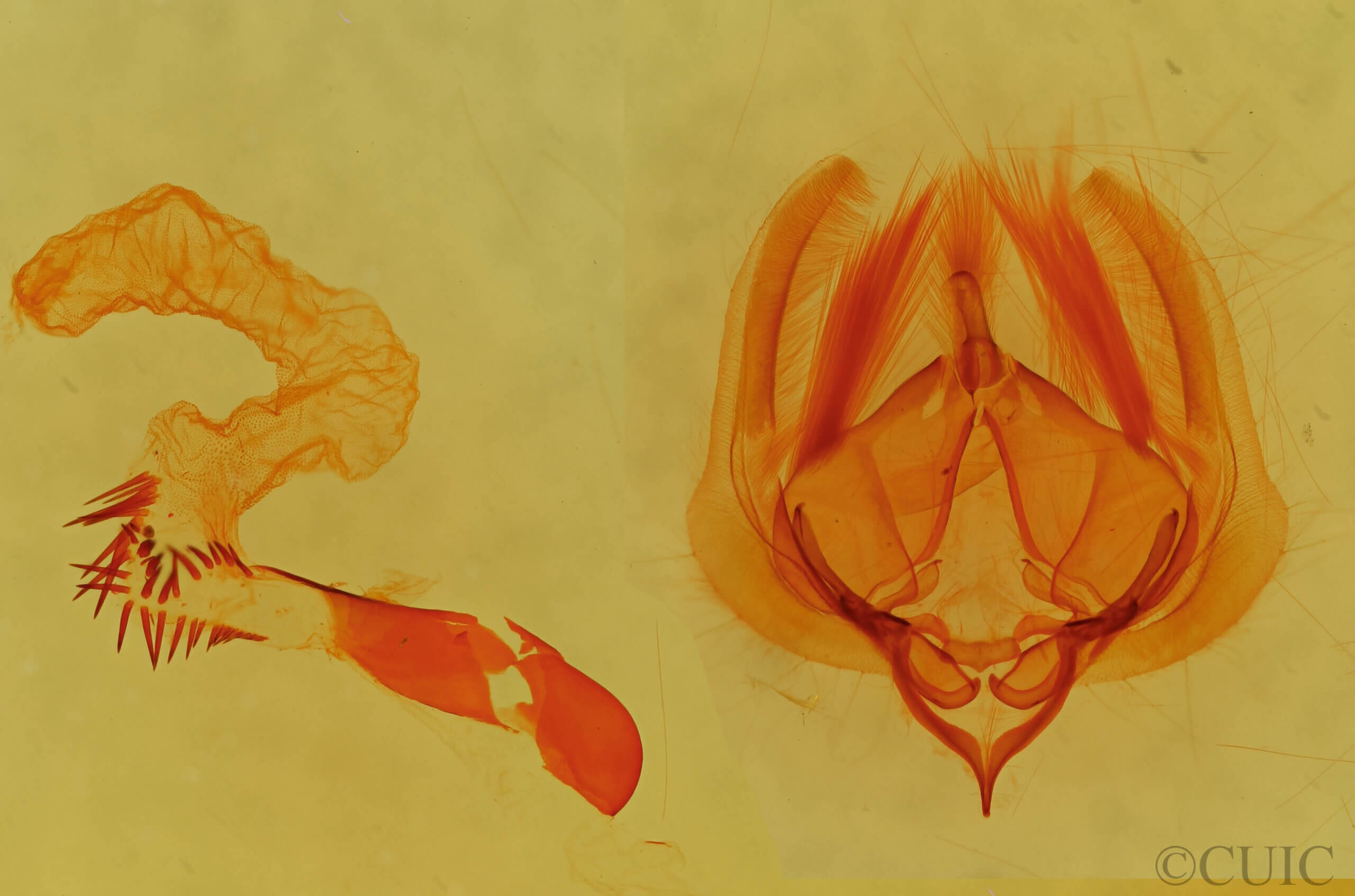 genitalia view of adult Elaphria festivoides