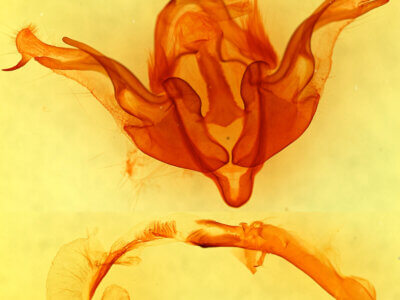 genitalia view of adult Andropolia sp.