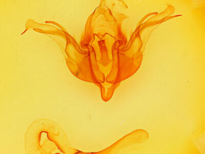 genitalia view of adult Andropolia sp.