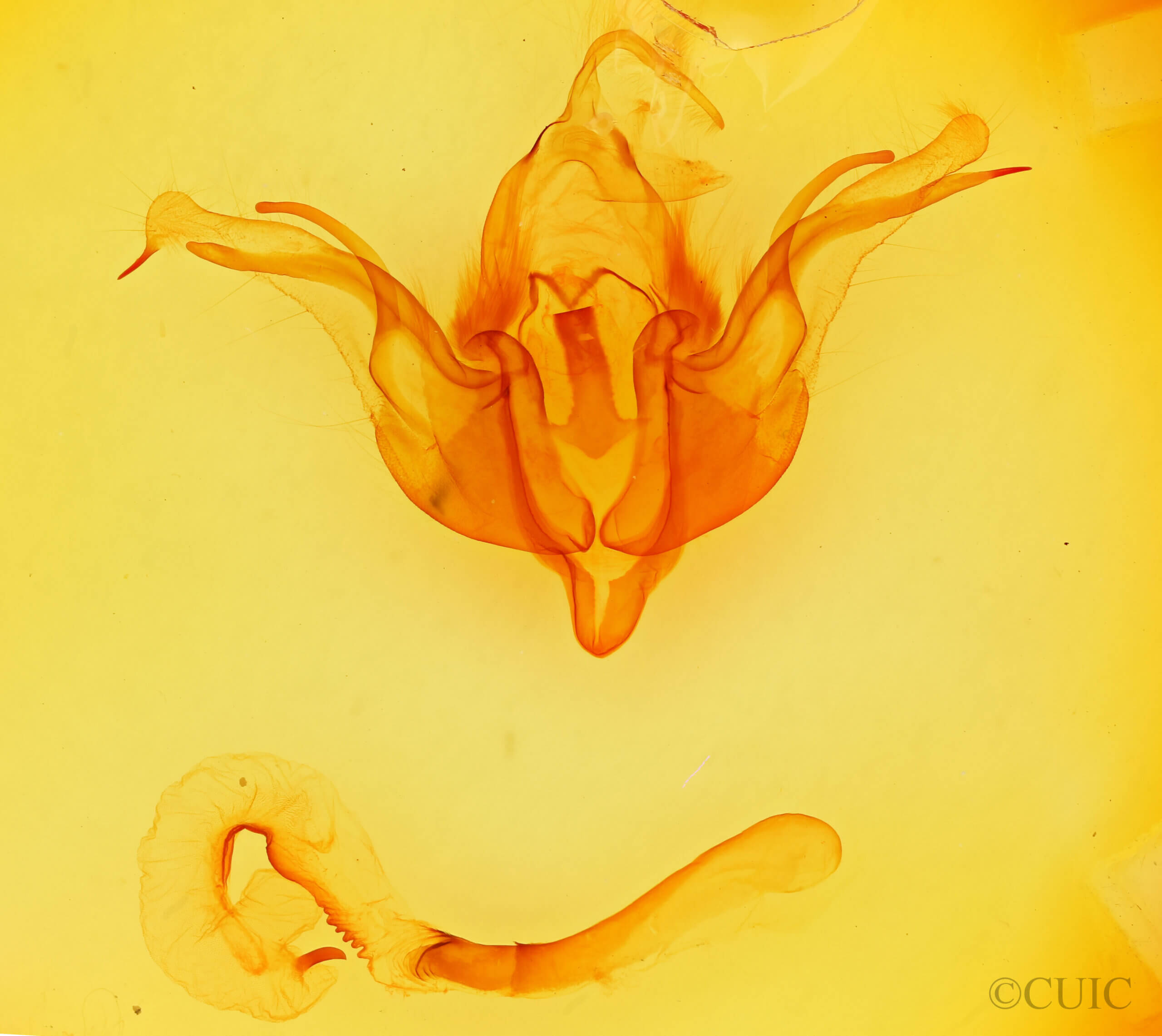 genitalia view of adult Andropolia sp.