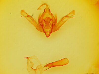 genitalia view of adult Andropolia sp.