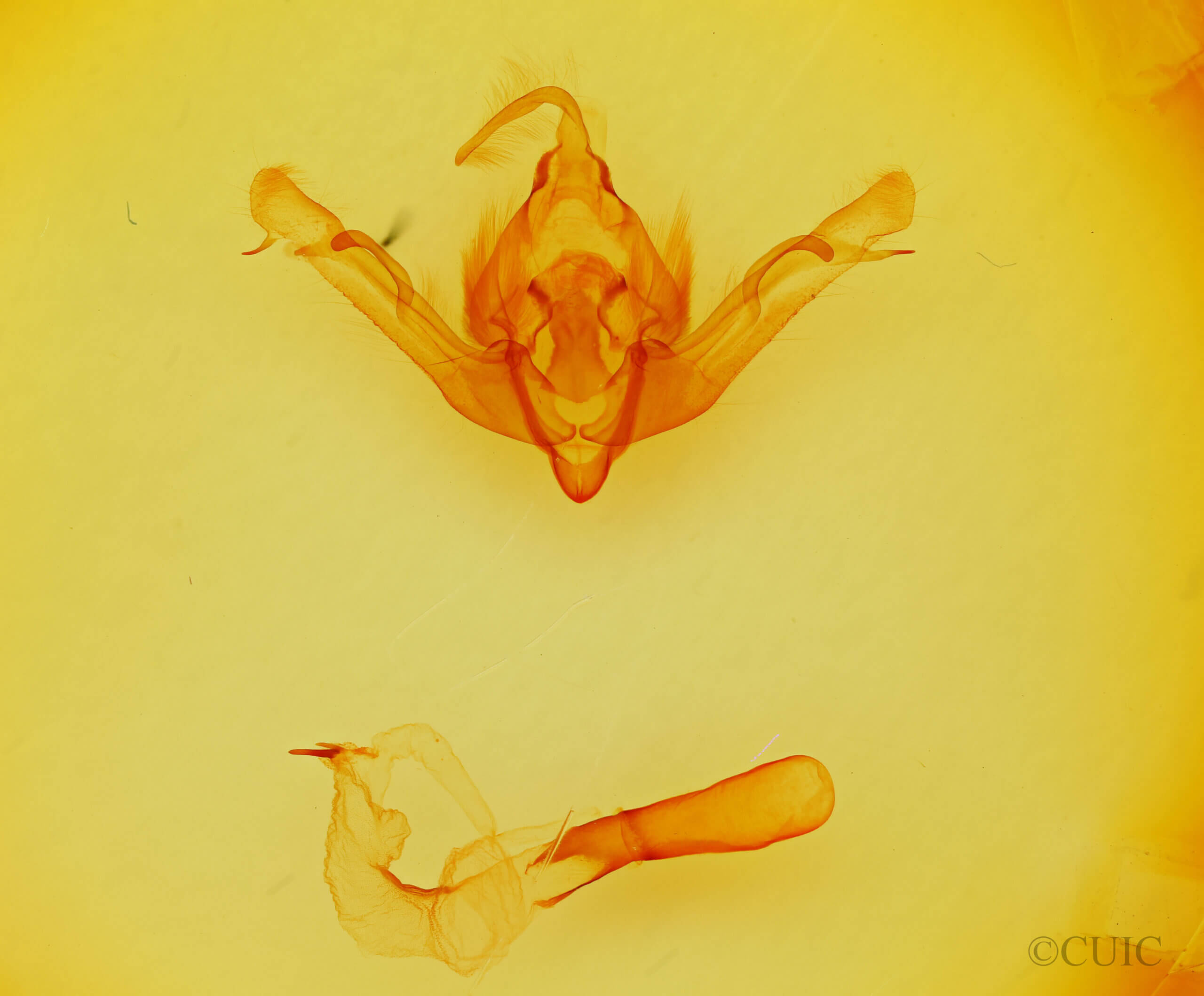 genitalia view of adult Andropolia sp.