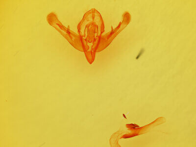 genitalia view of adult Epidemas sp.