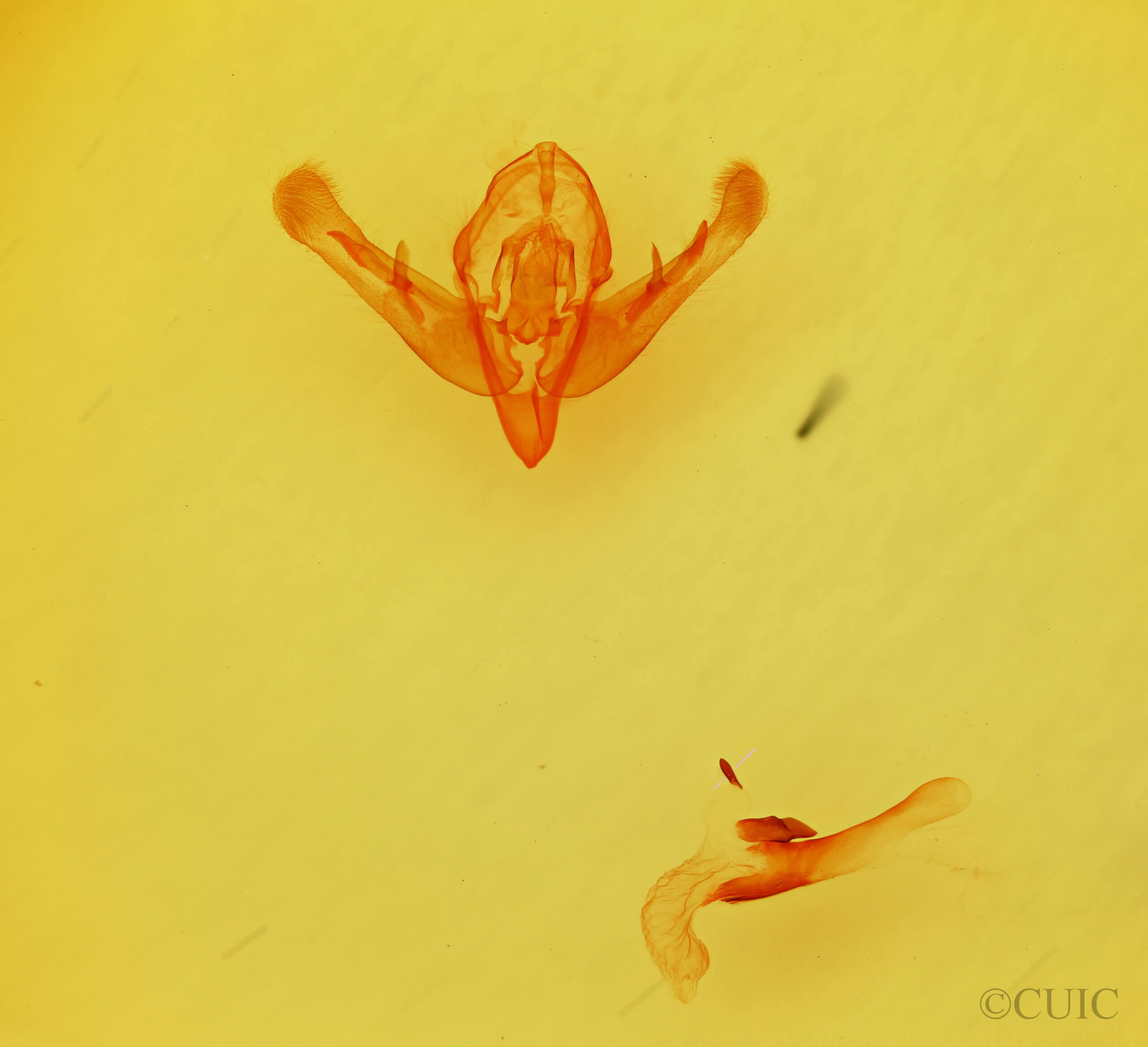 genitalia view of adult Epidemas sp.