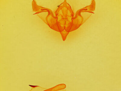 genitalia view of adult Brachylomia populi