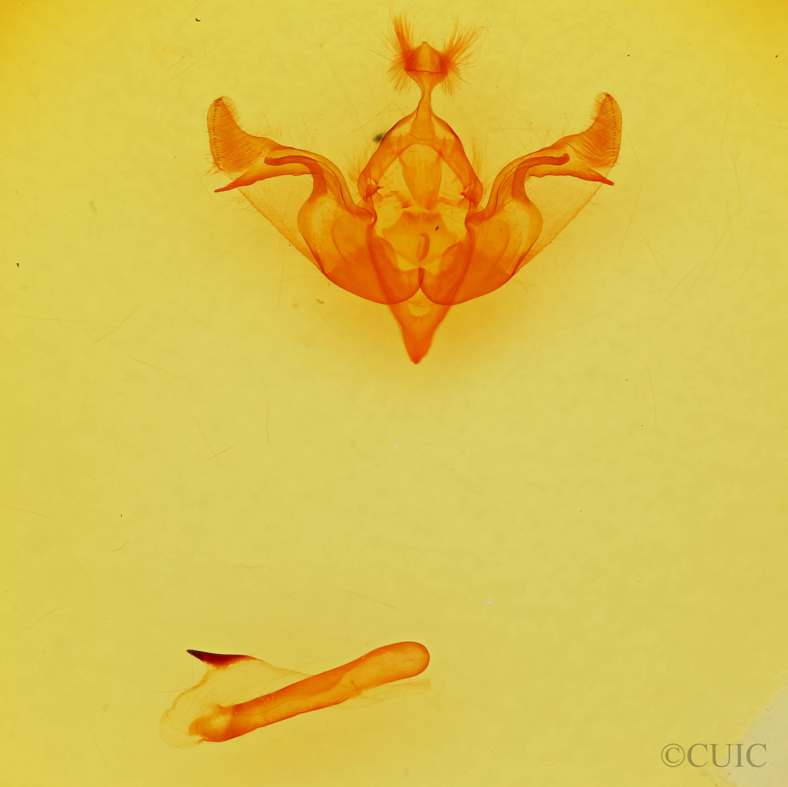 genitalia view of adult Brachylomia populi