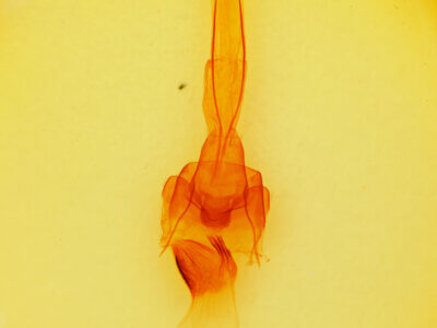 genitalia view of adult Brachylomia populi
