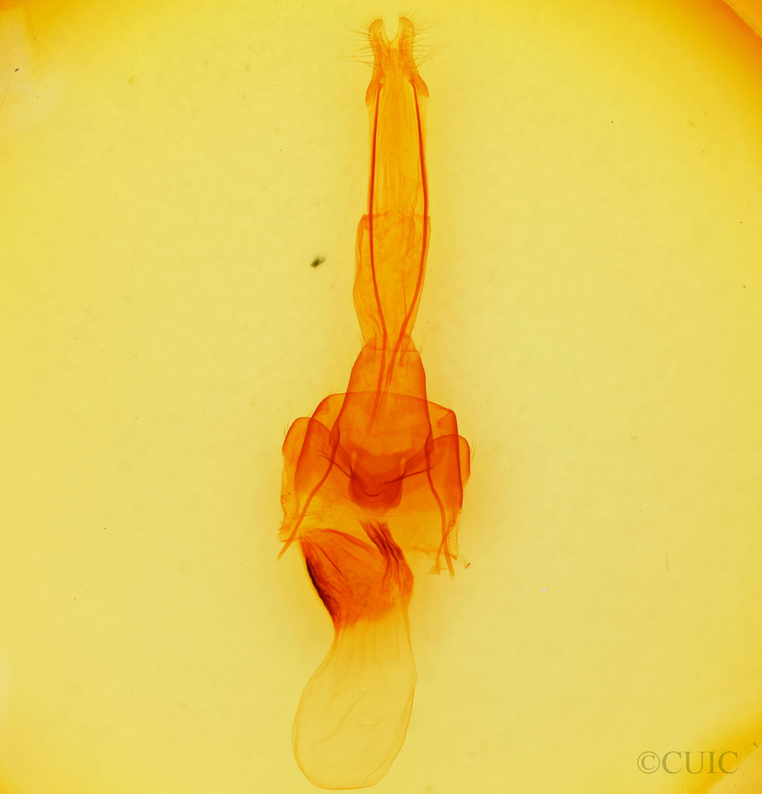 genitalia view of adult Brachylomia populi