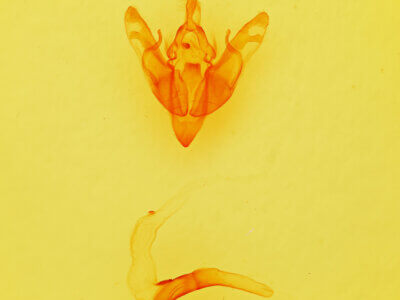 genitalia view of adult Brachylomia discolor