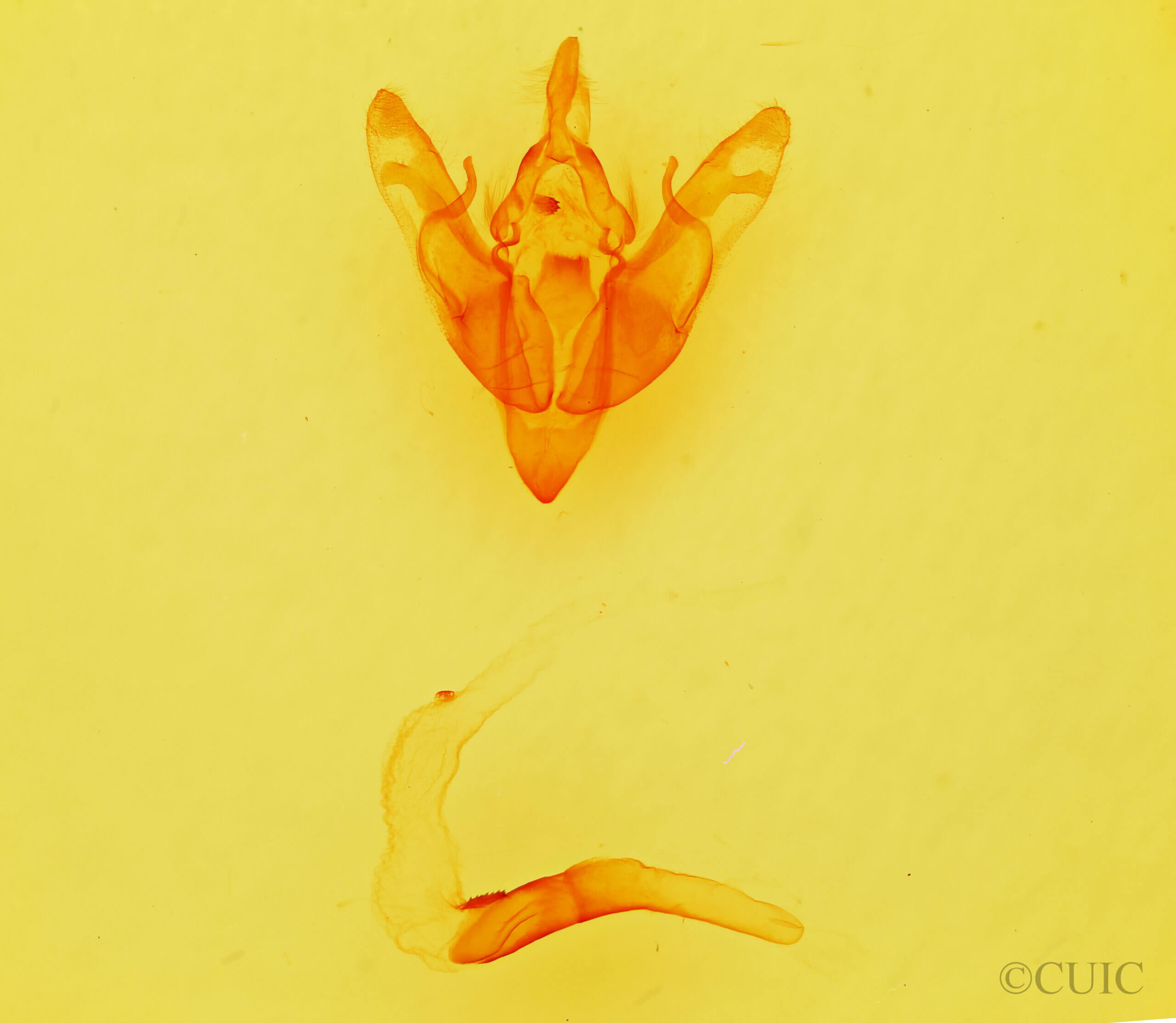 genitalia view of adult Brachylomia discolor