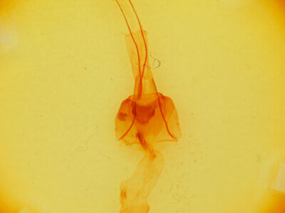 genitalia view of adult Brachylomia discolor